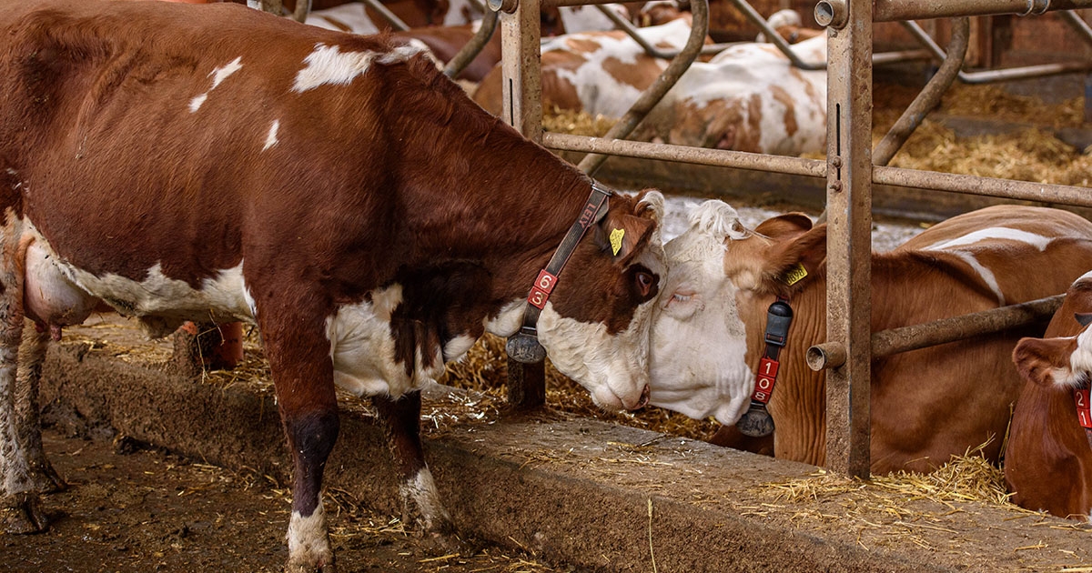 Jól teljesítettek a székelyföldi gazdák